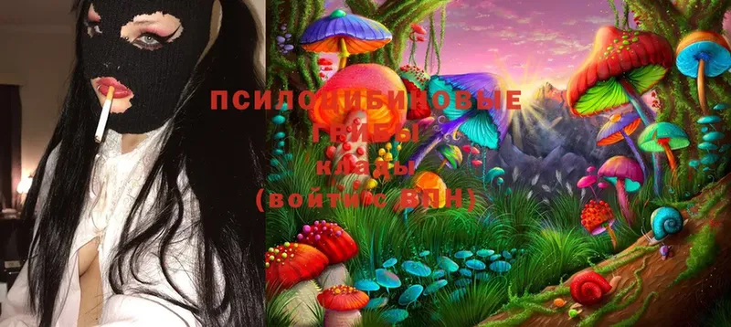 где купить наркоту  Боровичи  Псилоцибиновые грибы MAGIC MUSHROOMS 